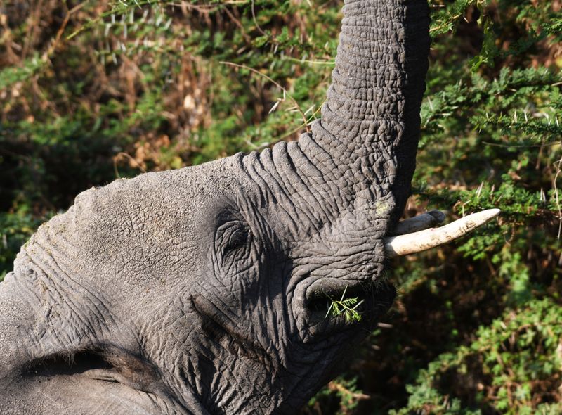 Tanzania groepsreis olifant tijdens een safari