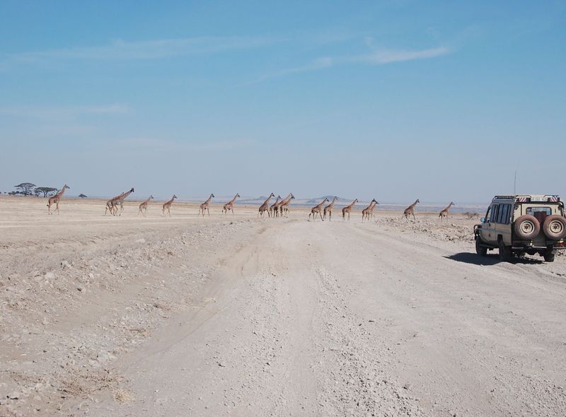 Groepsreis Kenia en Tanzania giraffen in de Serengeti