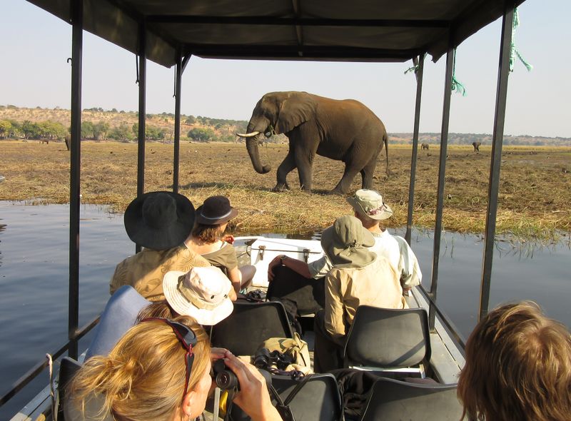 Groepsreis Comfort boot safari olifant in Chobe Botswana bij Kasane