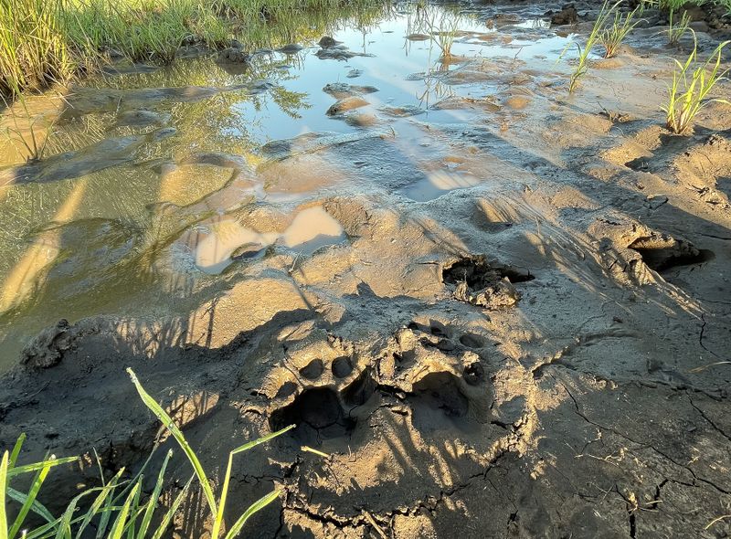 Groepsreis Comfort Zuid-Afrika luipaardenspoor Sunway Safaris