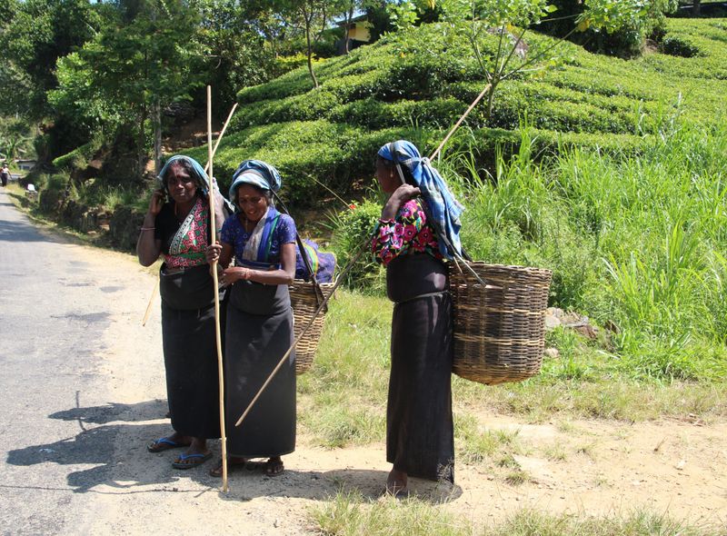 Groepsreis Sri Lanka natuurreis theeplukkers