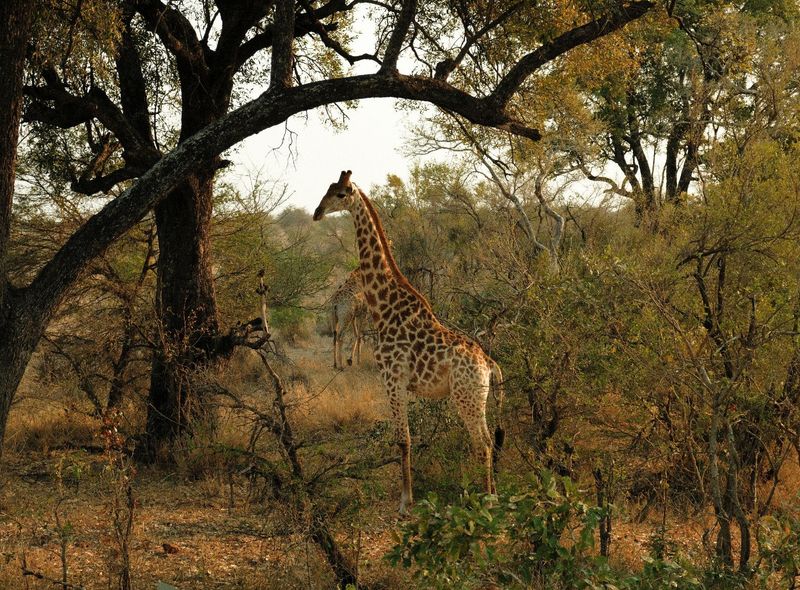 Groepsreis Zuid-Afrika giraffen safari