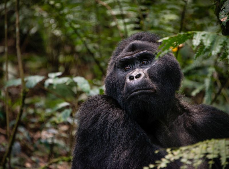 Groepsreis Oeganda gorilla in Bwindi National Park