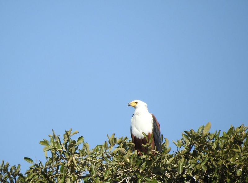 Groepsreis Comfort zeearend Botswana Kasane
