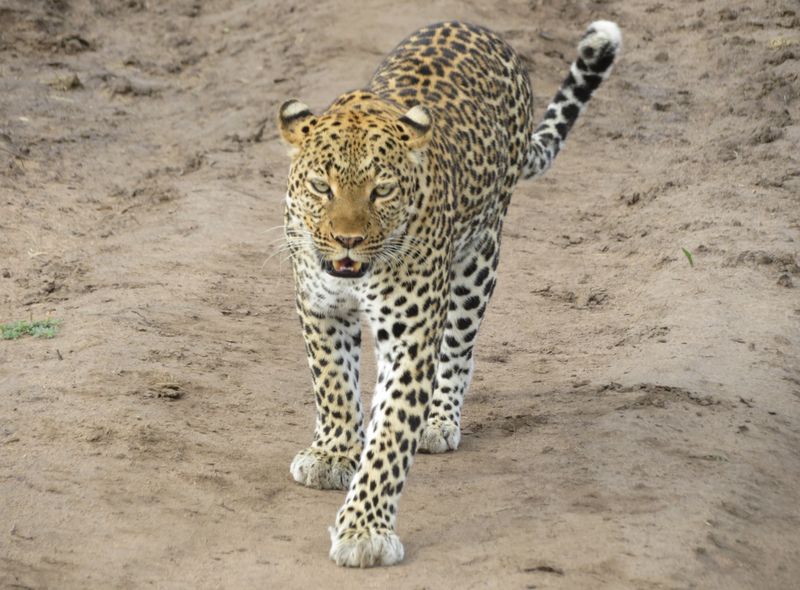 Groepsreis Oeganda luipaard 