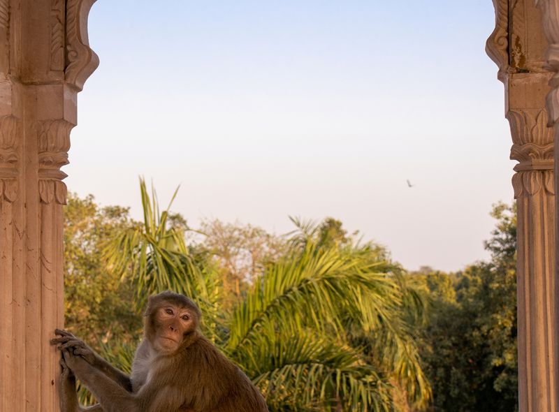 India groepsreis fort