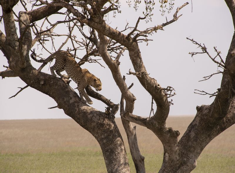 Groepsreis Kenia en Tanzania een luipaard in de bomen in de Serengeti