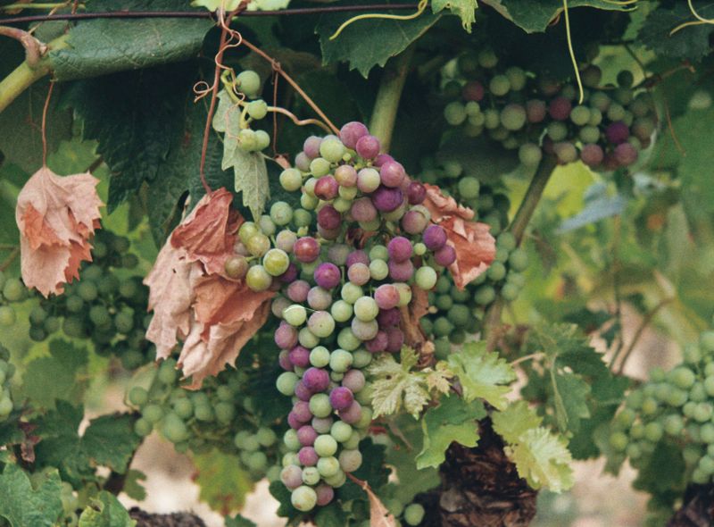 Groepsreis Spanje Van Life druiven