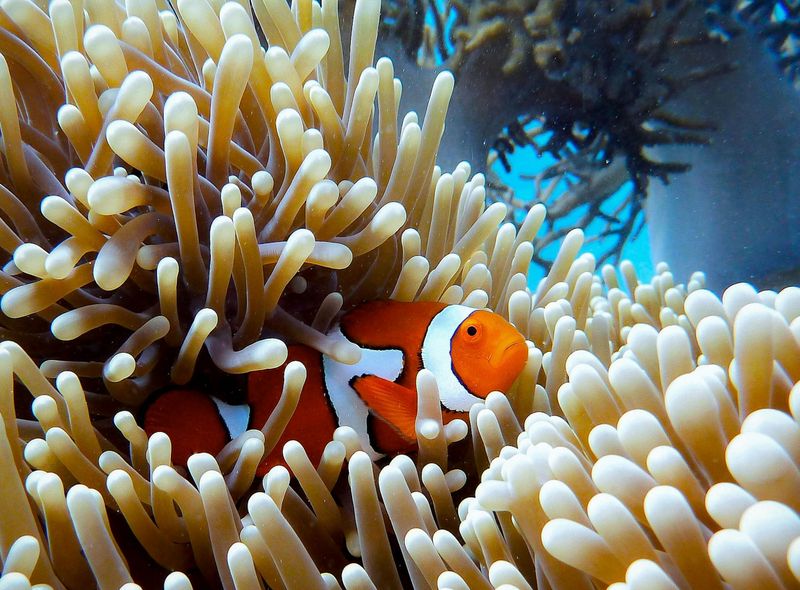 Groepsreis Australië snorkelen Great Barrier Reef