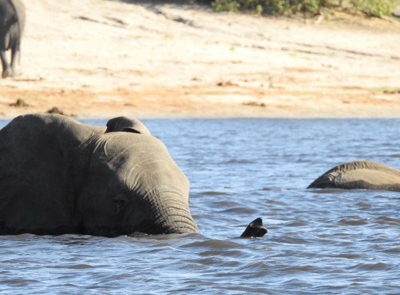 Groepsreis Comfort Chobe National Park olifant in het water Botswana