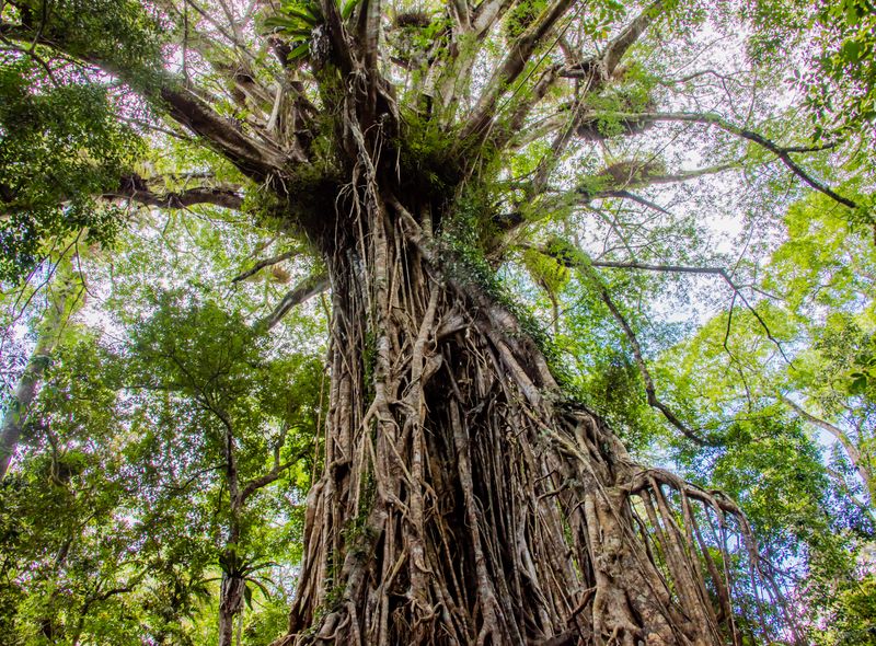 Groepsreis Australië Daintree Forest regenwoud