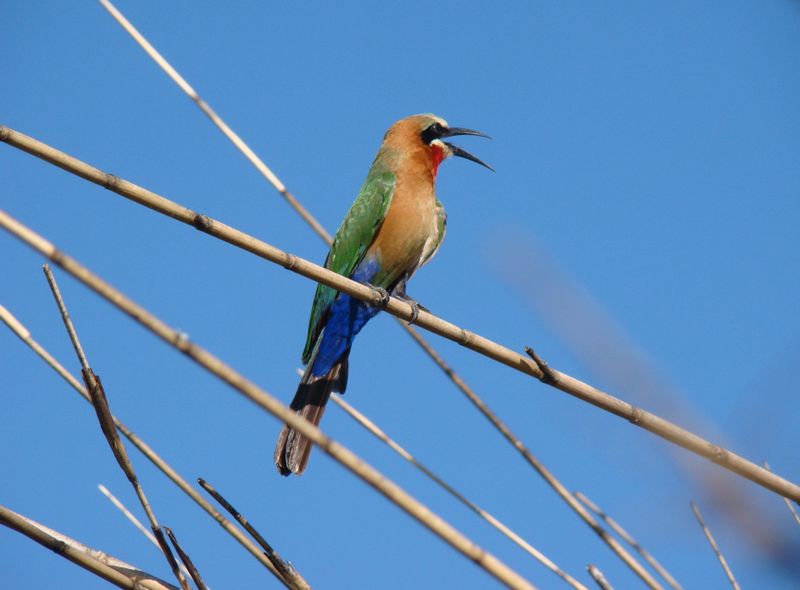 Groepsreis Botswana kleurrijke vogel in Okavango Delta