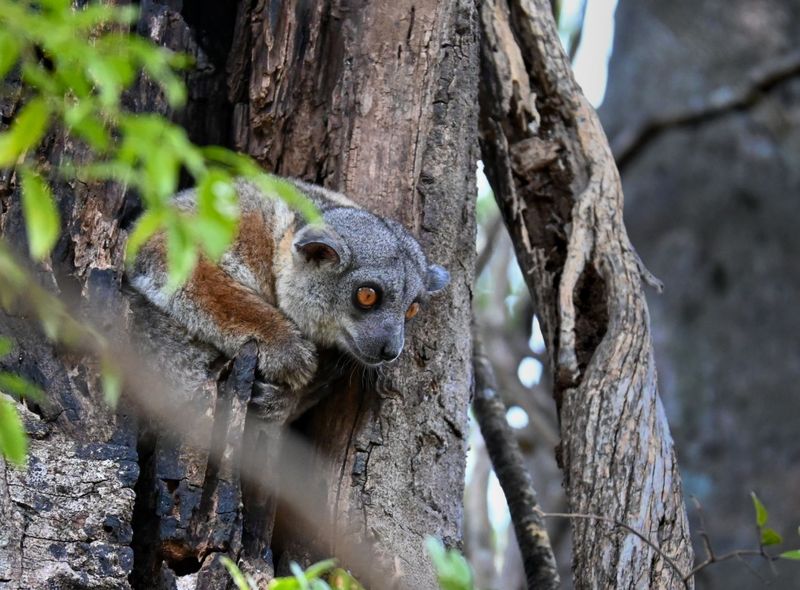 Groepsreis Madagascar maki