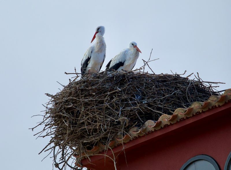 Groepsreis Spanje Van Life ooievaars in Logrono