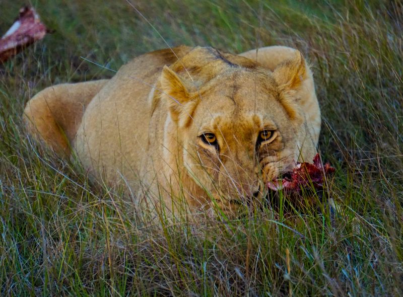 Groepsreis Comfort Zuid-Afrika safari leeuwin