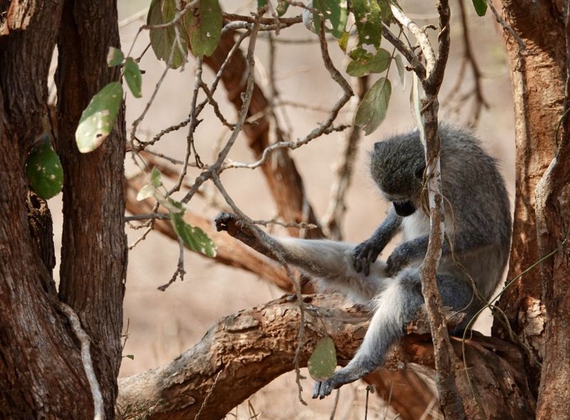 Groepsreis Zuid-Afrika vervet aapje