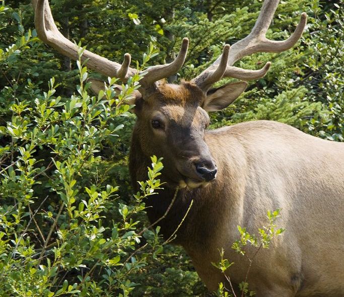 Groepsreis Canada - jongerenreis - wildlife