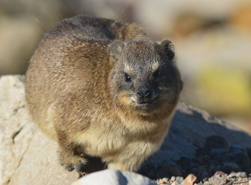 Groepsreis Zuid-Afrika dassie