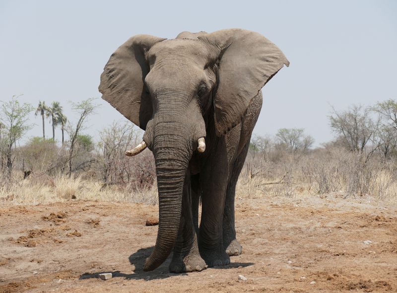 Groepsreis Botswana olifant zegt hallo