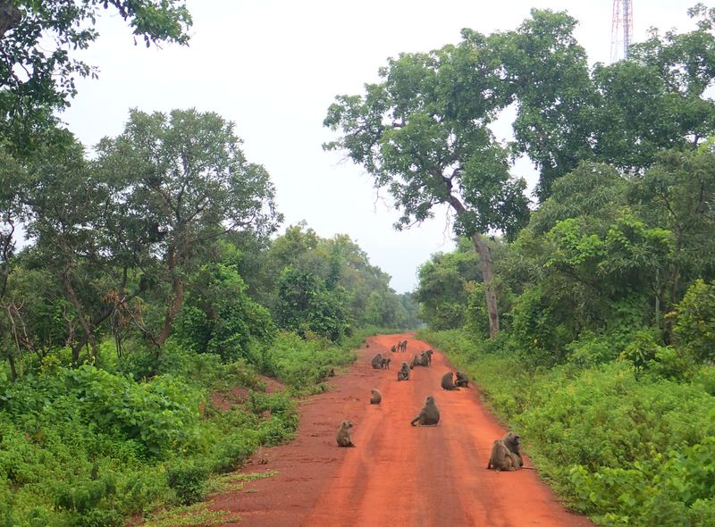 Groepsreis Ghana Mole National Park safari bavianen