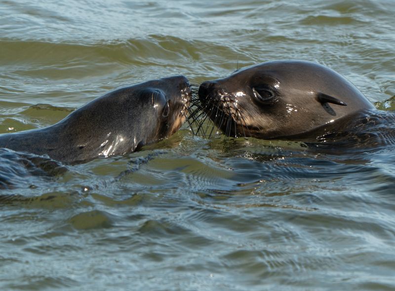 Groepsreis Namibië &amp; Zuid-Afrika zeehonden bij Swakopmund Walvisbaai