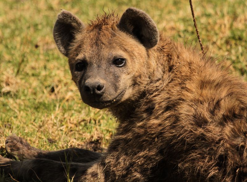 Groepsreis Kenia en Tanzania hyena&#039;s in Ngorongoro krater