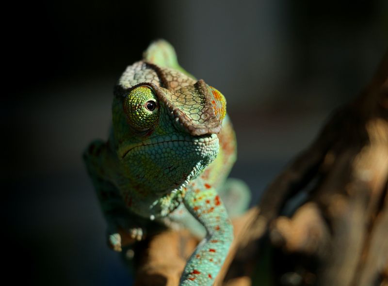 Groepsreis Madagascar kameleon