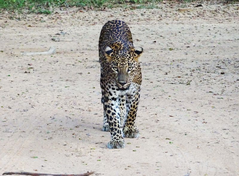 Groepsreis Sri Lanka jongerenreis luipaard in Yala National Park