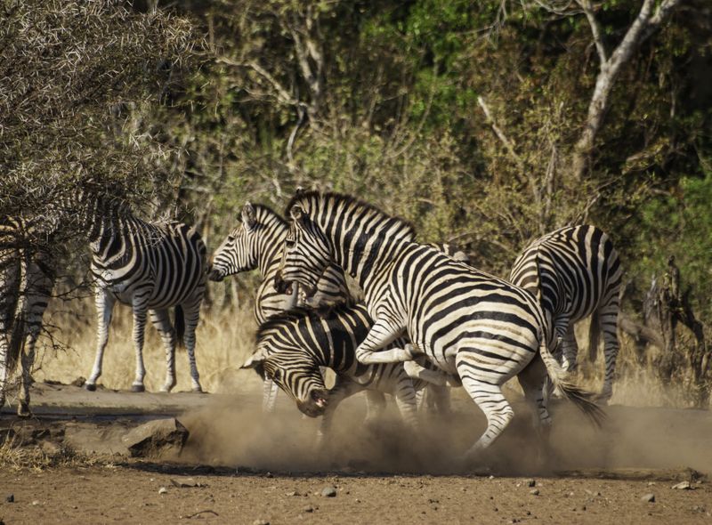 Groepsreis Zuid-Afrika safari onenigheid onder de zebra&#039;s