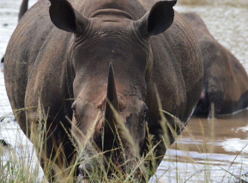 Groepsreis Zuid-Afrika neushoorn safari