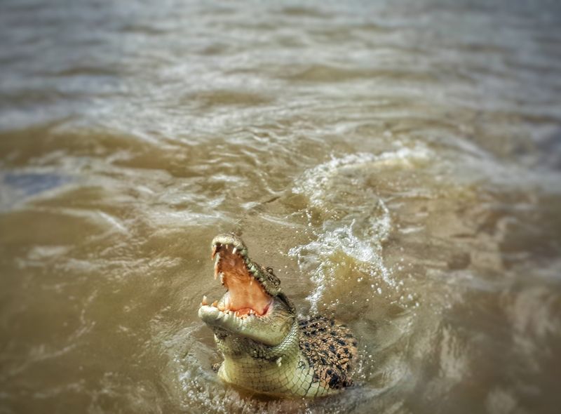 Groepsreis Australië Daintree River krokodil