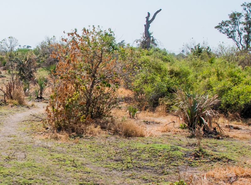 Groepsreis Botswana olifant op bezoek in Moremi National Park