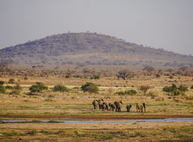 Groepsreis Tanzania kudde olifanten in Ruaha National Park