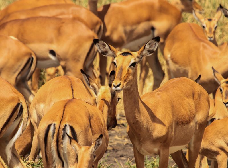Groepsreis Kenia en Tanzania impala&#039;s in kudde