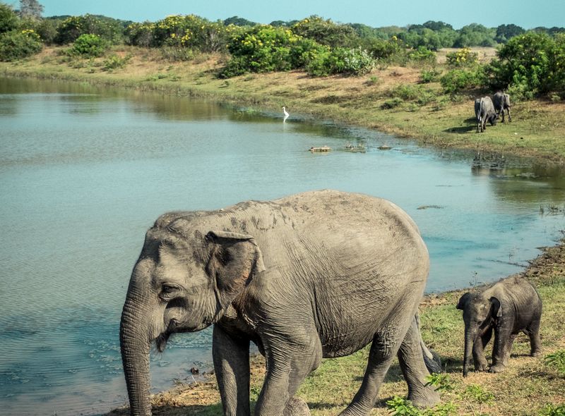 Groepsreis Sri Lanka natuurreis safari olifanten