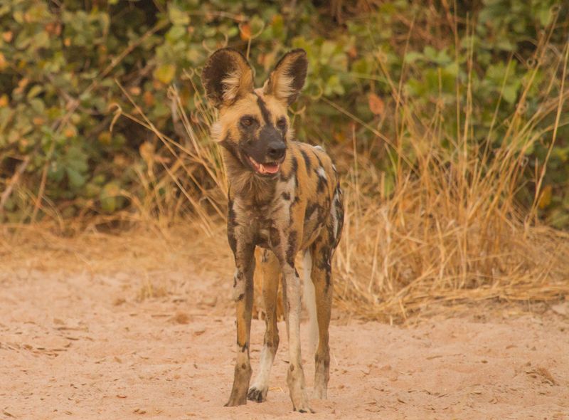 Zambia groepsreis wilde hond safari