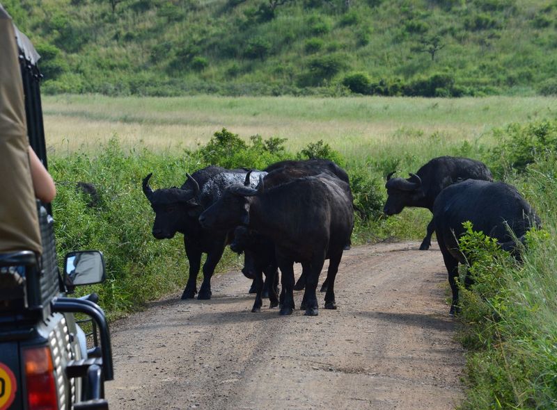 Groepsreis Zuid-Afrika buffels autosafari