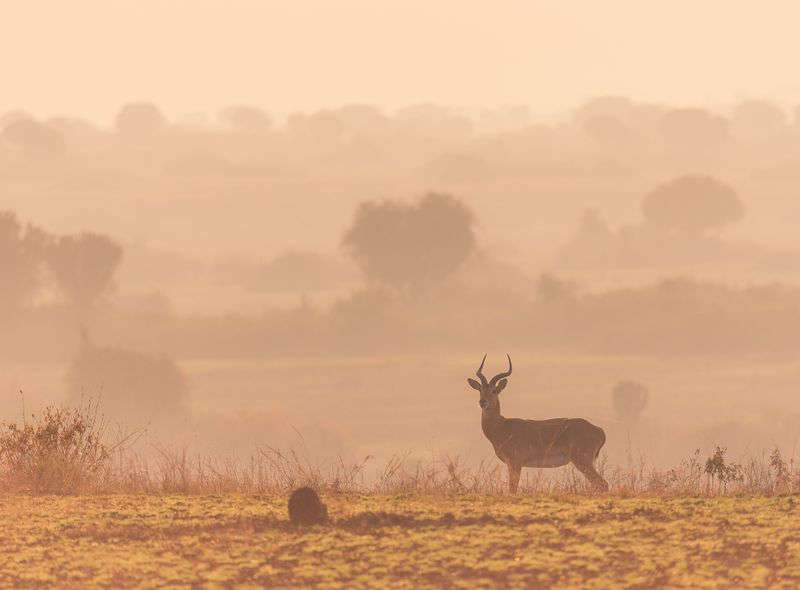 Groepsreis Oeganda zonsopgang nationaal park