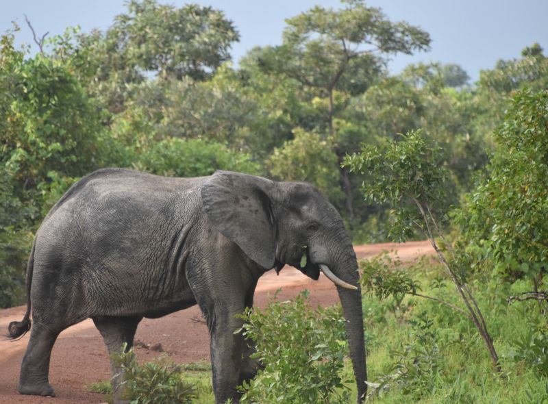 Groepsreis Ghana Mole National Park olifant gespot