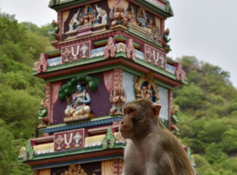 India groepsreis Jaipur Monkey Temple