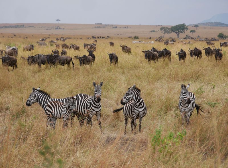 Groepsreis Kenia gnoes en zebra's in de Maasai Mara
