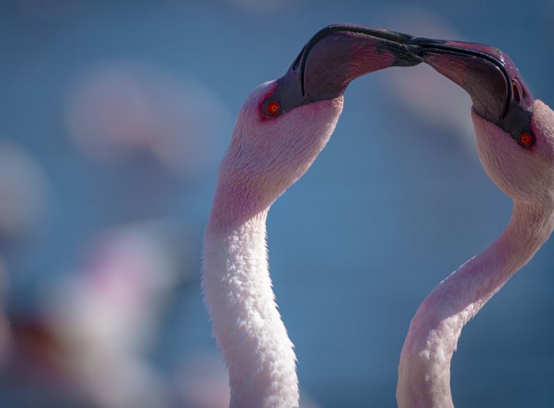 Groepsreis Namibië & Zuid-Afrika flamingo's bij Swakopmund