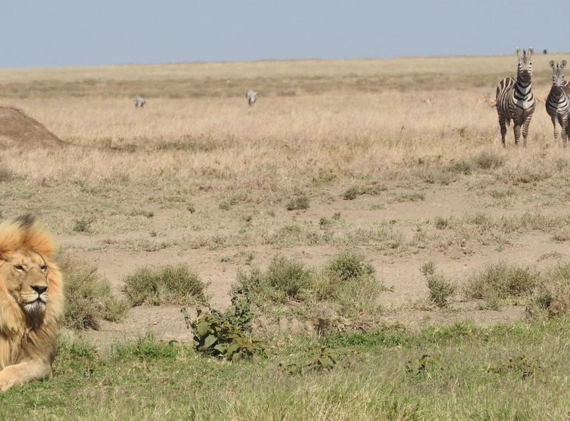 Groepsreis Kenia en Tanzania Serengeti leeuw en zebra&#039;s