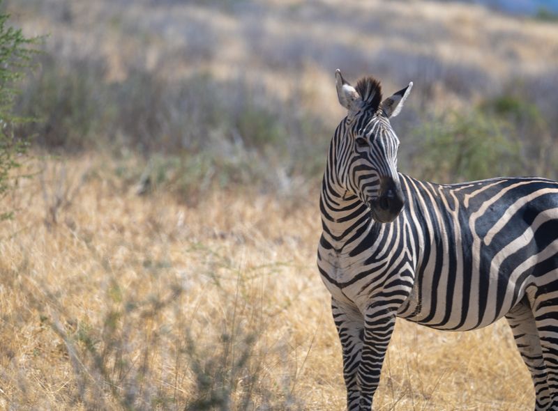 Groepsreis Tanzania zebra