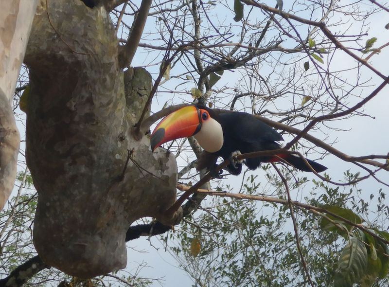 Groepsreis Brazilië toekan