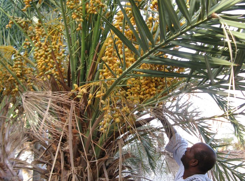 Egypte groepsreis dadels plukken