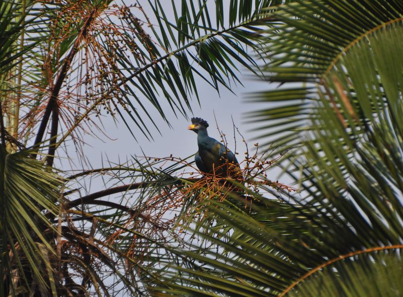 Groepsreis Kenia Oeganda en Tanzania jongerenreis turaco vogel