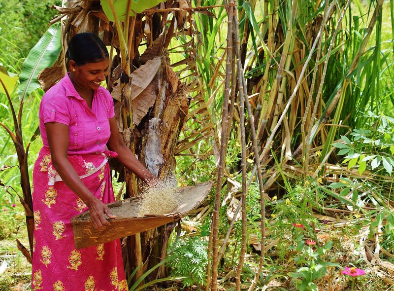 Groepsreis Sri Lanka jongerenreis rijst schudden
