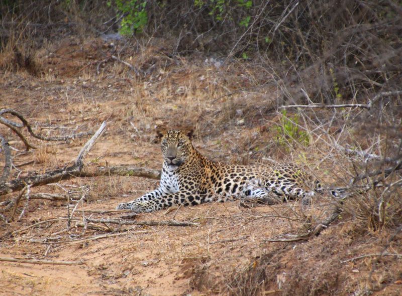 Groepsreis Sri Lanka natuurreis safari luipaard