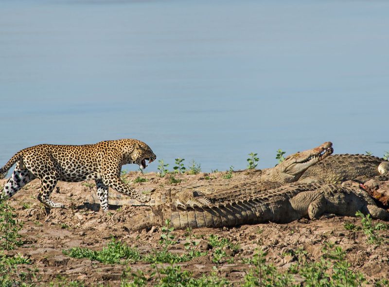 Zambia groepsreis luipaard tussen krokodillen South Luangwa